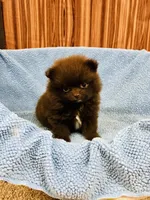 Doodle, a male Pomeranian for sale in Harrogate, TN – 5 of 9