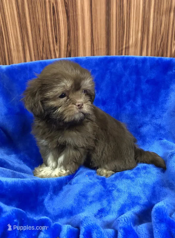 Rex – Shih Tzu puppy for sale in Harrogate, TN