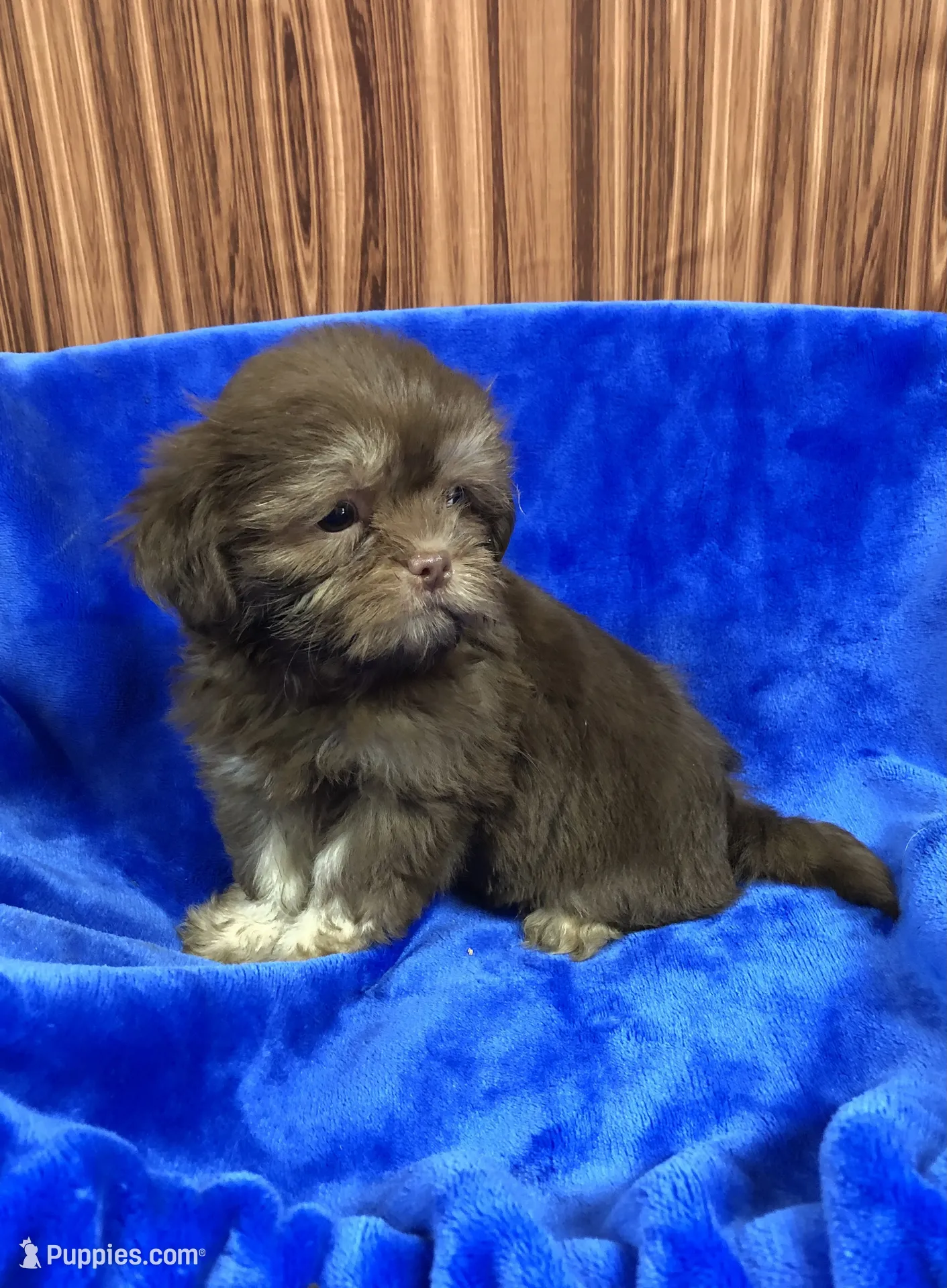 Rex – Shih Tzu Puppy for Sale in Harrogate, TN | Puppies.com