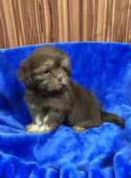 Rex, a male Shih Tzu for sale in Harrogate, TN – 1 of 10