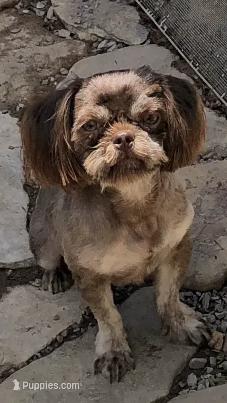 Denton – Shih Tzu puppy for sale in Harrogate, TN