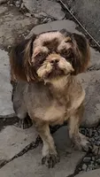 Denton, a male Shih Tzu for sale in Harrogate, TN – 1 of 10