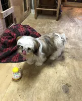 Sara, a female Shih Tzu for sale in Harrogate, TN – Photo 8 of 10