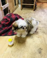 Sara, a female Shih Tzu for sale in Harrogate, TN – Photo 5 of 10