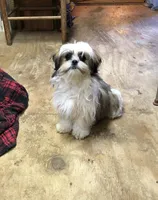 Sara, a female Shih Tzu for sale in Harrogate, TN – Photo 2 of 10