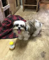Sara, a female Shih Tzu for sale in Harrogate, TN – Photo 4 of 10