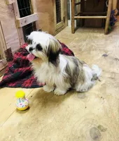 Sara, a female Shih Tzu for sale in Harrogate, TN – Photo 3 of 10