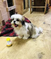 Sara, a female Shih Tzu for sale in Harrogate, TN – Photo 7 of 10