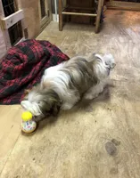 Sara, a female Shih Tzu for sale in Harrogate, TN – Photo 9 of 10