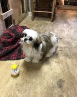 Sara, a female Shih Tzu for sale in Harrogate, TN – Photo 10 of 10