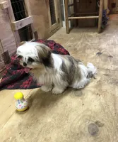 Sara, a female Shih Tzu for sale in Harrogate, TN – Photo 6 of 10