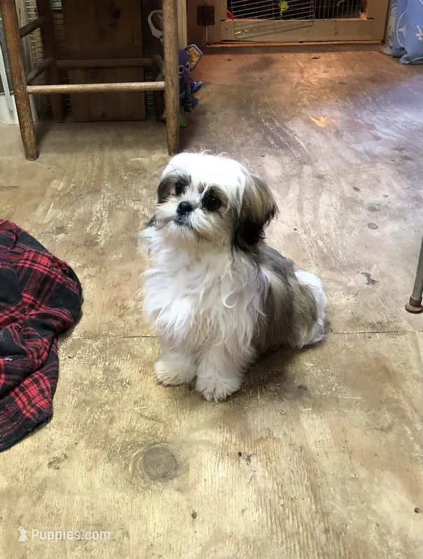 Sara – Shih Tzu puppy for sale in Harrogate, TN