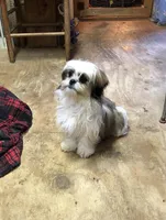 Sara, a female Shih Tzu for sale in Harrogate, TN – Photo 1 of 10