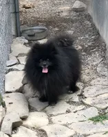 Shadow, a male Pomeranian for sale in Harrogate, TN – 5 of 10