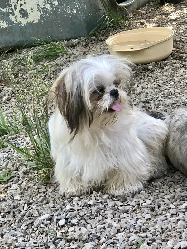 Ross – Shih Tzu puppy for sale in Harrogate, TN