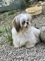 Ross, a male Shih Tzu for sale in Harrogate, TN – 1 of 7