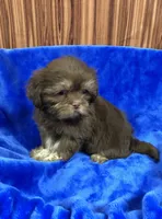 Rex, a male Shih Tzu for sale in Harrogate, TN – 8 of 10