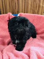 Lovie, a female Shih Tzu for sale in Harrogate, TN – Photo 3 of 10