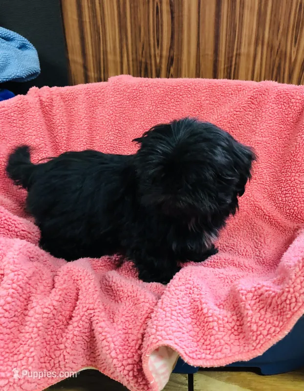 Lovie, a female Shih Tzu for sale in Harrogate, TN – Photo 1 of 10