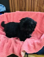 Lovie, a female Shih Tzu for sale in Harrogate, TN – Photo 1 of 10