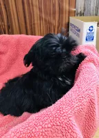 Lovie, a female Shih Tzu for sale in Harrogate, TN – Photo 4 of 10