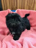 Lovie, a female Shih Tzu for sale in Harrogate, TN – Photo 8 of 10