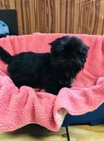 Lovie, a female Shih Tzu for sale in Harrogate, TN – Photo 7 of 10