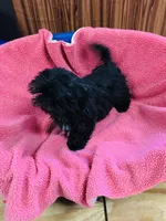 Lovie, a female Shih Tzu for sale in Harrogate, TN – Photo 6 of 10