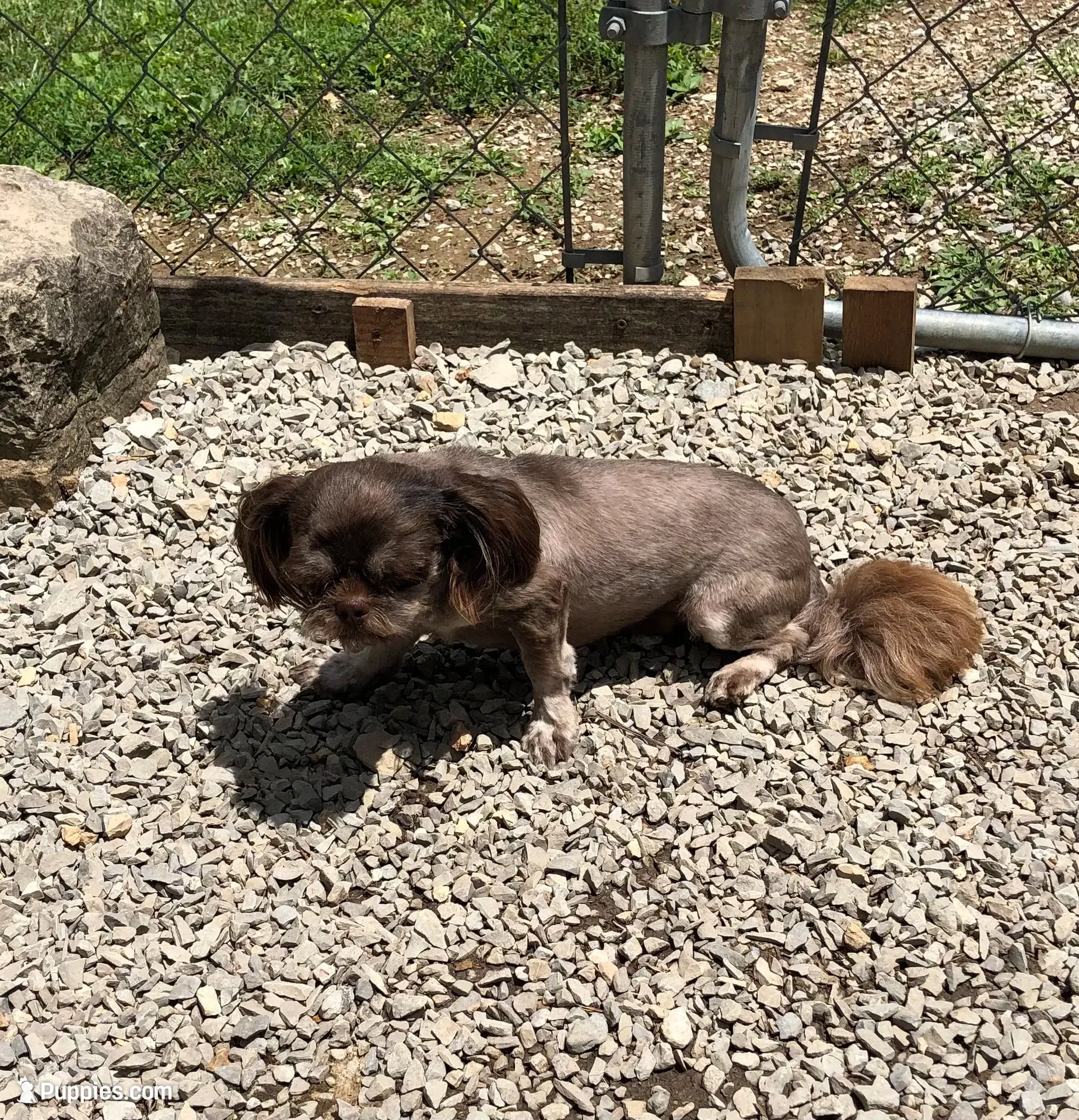 Denton, a male Shih Tzu for sale in Harrogate, TN – 5 of 10