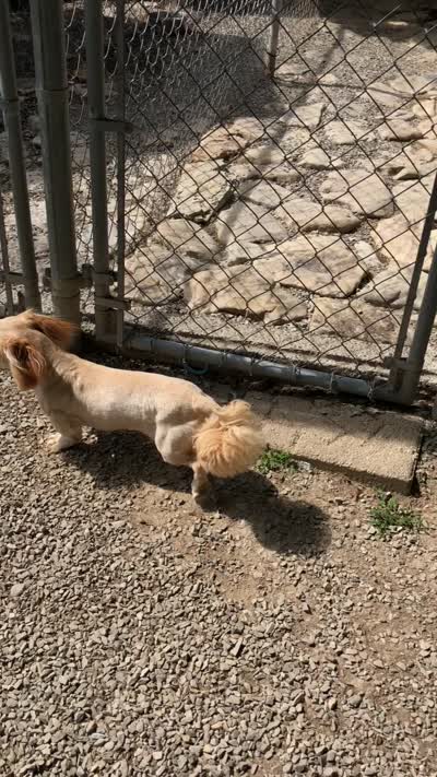 Rusty , a male Shih Tzu for sale in Harrogate, TN – 7 of 10