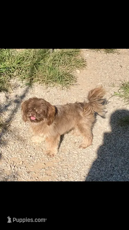 Denton – Shih Tzu puppy for sale in Harrogate, TN