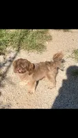 Denton, a male Shih Tzu for sale in Harrogate, TN – 1 of 10