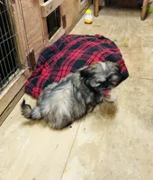 Oueenie, a female Shih Tzu for sale in Harrogate, TN – Photo 10 of 10