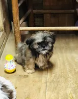 Oueenie, a female Shih Tzu for sale in Harrogate, TN – Photo 6 of 10