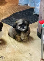 Oueenie, a female Shih Tzu for sale in Harrogate, TN – Photo 9 of 10