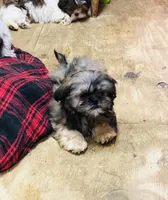 Oueenie, a female Shih Tzu for sale in Harrogate, TN – Photo 4 of 10