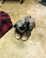 Oueenie, a female Shih Tzu for sale in Harrogate, TN – Photo 7 of 10