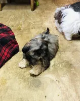 Oueenie, a female Shih Tzu for sale in Harrogate, TN – Photo 5 of 10