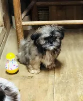 Oueenie, a female Shih Tzu for sale in Harrogate, TN – Photo 2 of 10