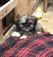 Oueenie, a female Shih Tzu for sale in Harrogate, TN – Photo 3 of 10