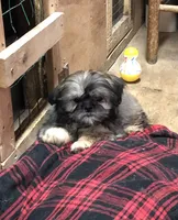 Oueenie, a female Shih Tzu for sale in Harrogate, TN – Photo 1 of 10