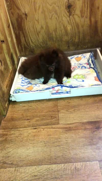 Razzie, a male Pomeranian for sale in Harrogate, TN – 8 of 9