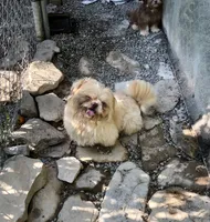 Rusty , a male Shih Tzu for sale in Harrogate, TN – 2 of 9