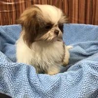 Bennington, a male Shih Tzu for sale in Harrogate, TN – Photo 3 of 10