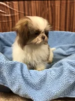 Bennington, a male Shih Tzu for sale in Harrogate, TN – Photo 3 of 10