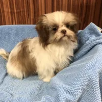 Bennington, a male Shih Tzu for sale in Harrogate, TN – Photo 10 of 10