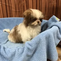 Bennington, a male Shih Tzu for sale in Harrogate, TN – Photo 9 of 10