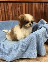 Bennington, a male Shih Tzu for sale in Harrogate, TN – Photo 9 of 10