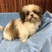 Bennington, a male Shih Tzu for sale in Harrogate, TN – Photo 1 of 10
