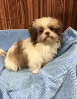 Bennington, a male Shih Tzu for sale in Harrogate, TN – Photo 1 of 10